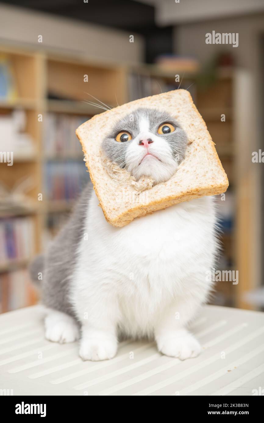 cut british shorthair cat with slice of bread on the head in a living room at vertical composition Stock Photo