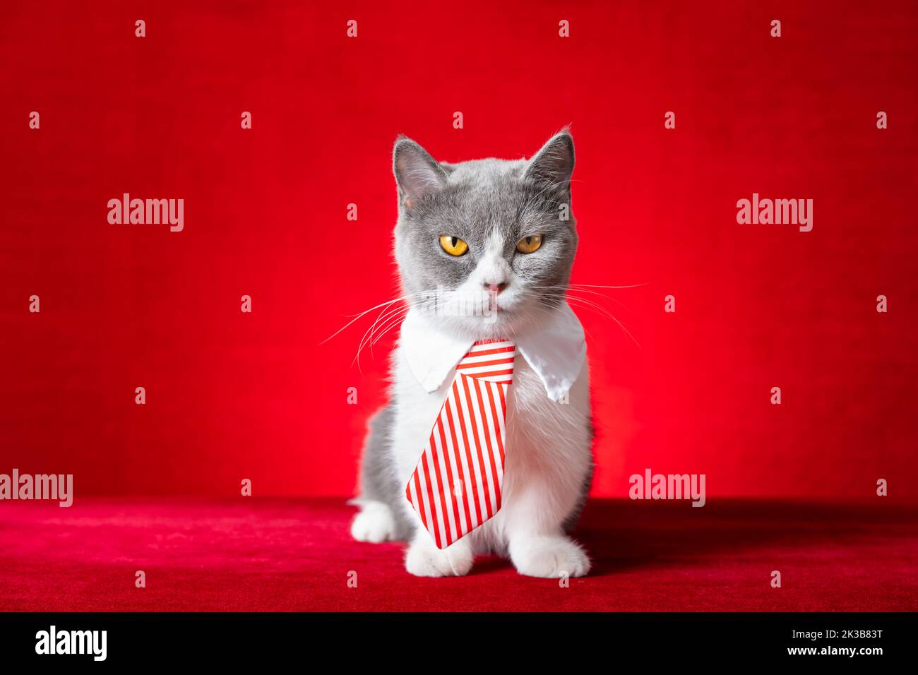 cute british shorthair cat with business tie Stock Photo