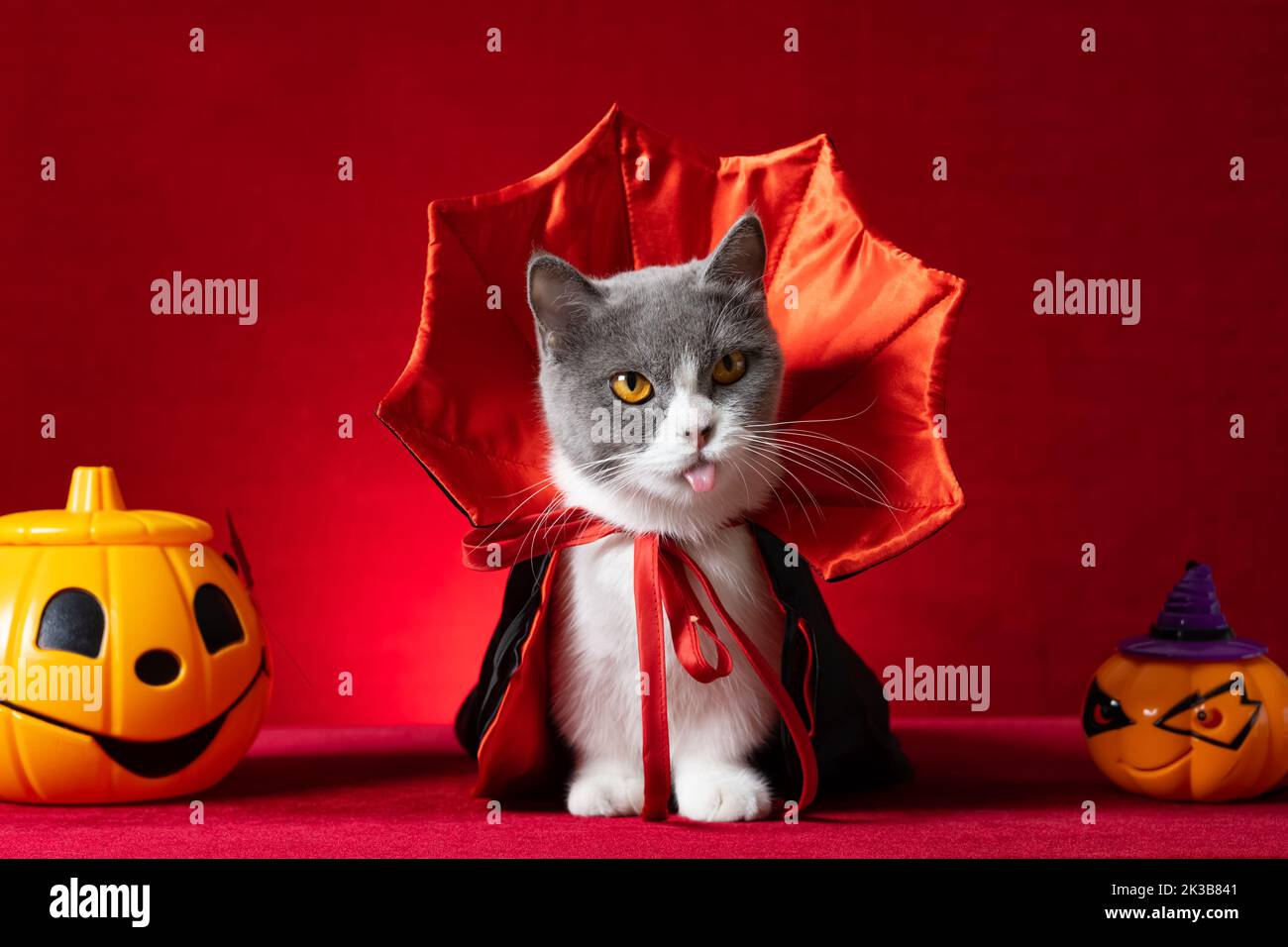 cute british shorthair cat with witch cloak as Halloween character with jack-o-lanterns nearby Stock Photo