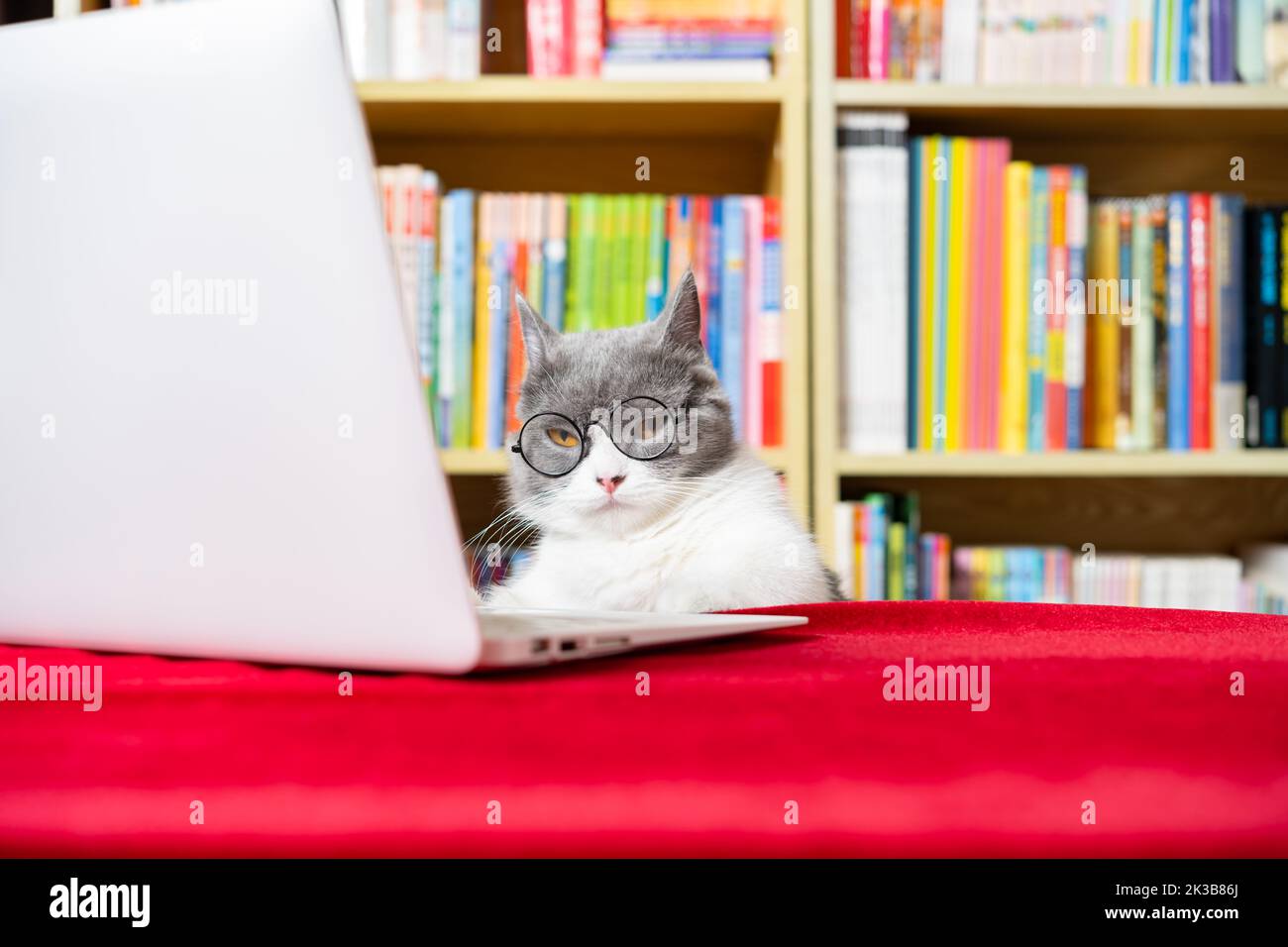 cute british shorthair cat using laptop with books shelf on back Stock Photo