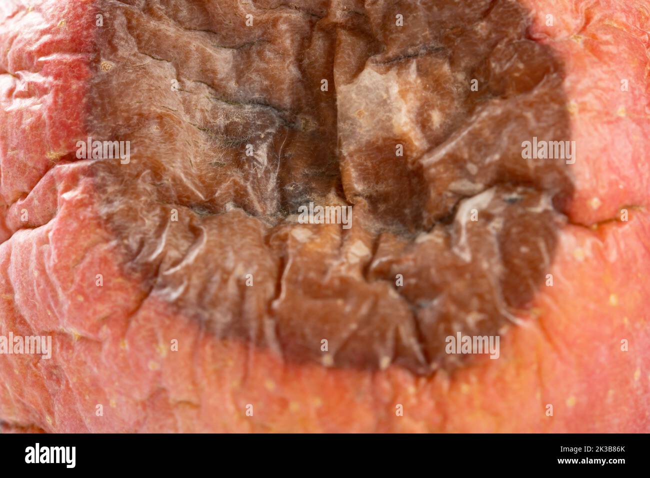 badly rotten apple close up horizontal composition Stock Photo