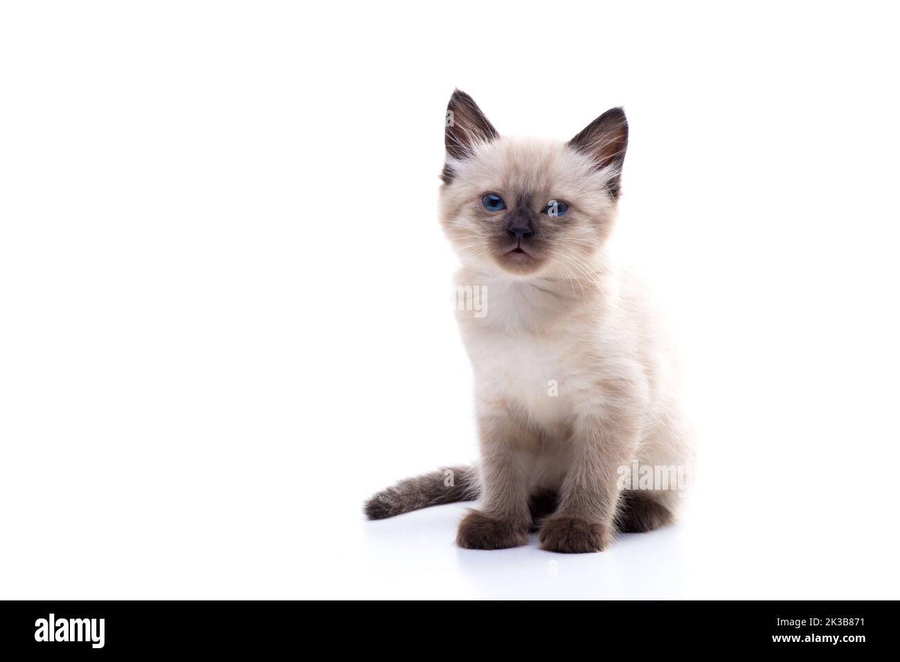 A cute small Siamese kitten with blue eyes sits on a white background and looks into the camera. Photo for advertising a pet store or a veterinary cli Stock Photo