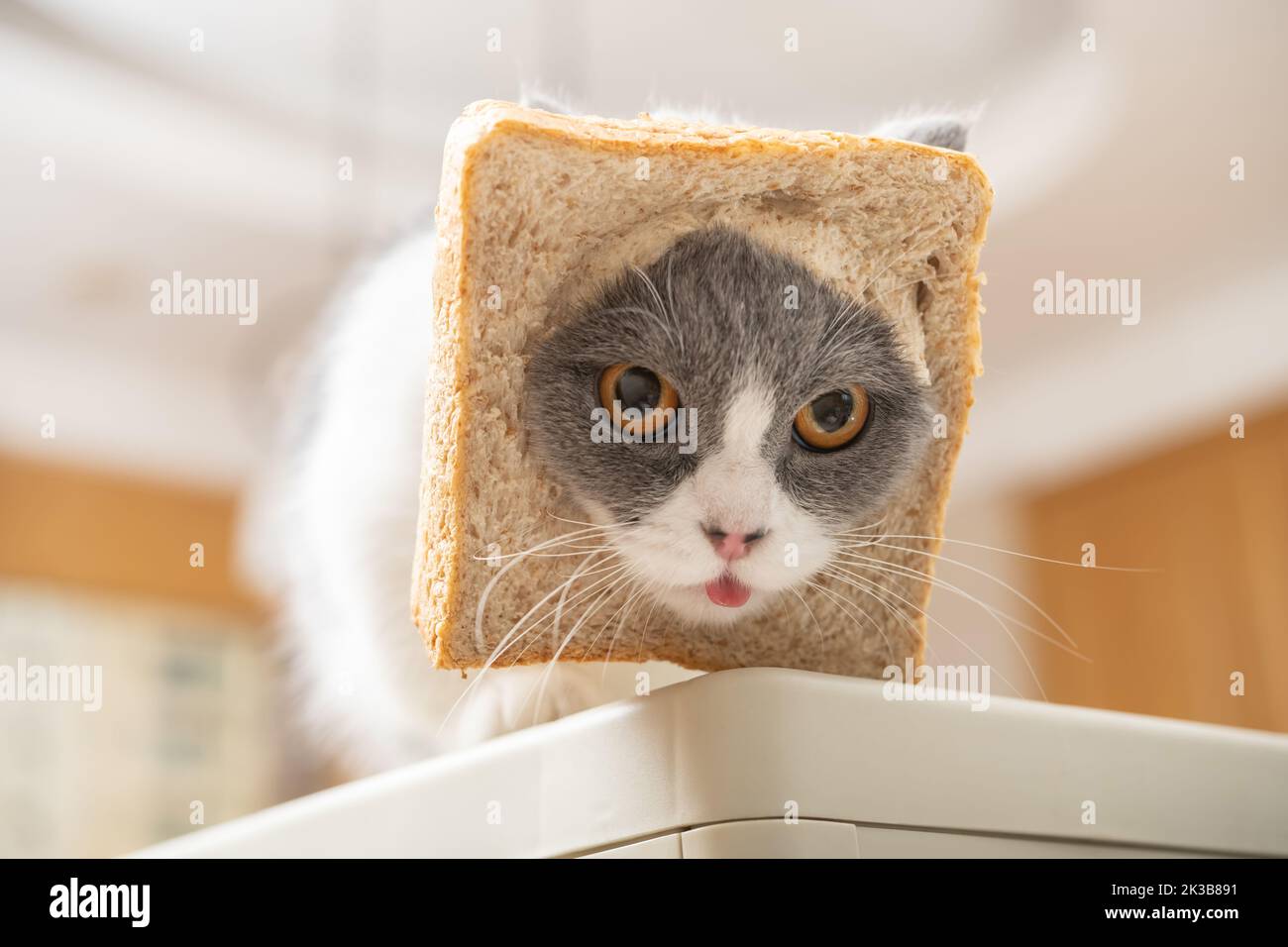 cut british shorthair cat with slice of bread on the head in a living room Stock Photo