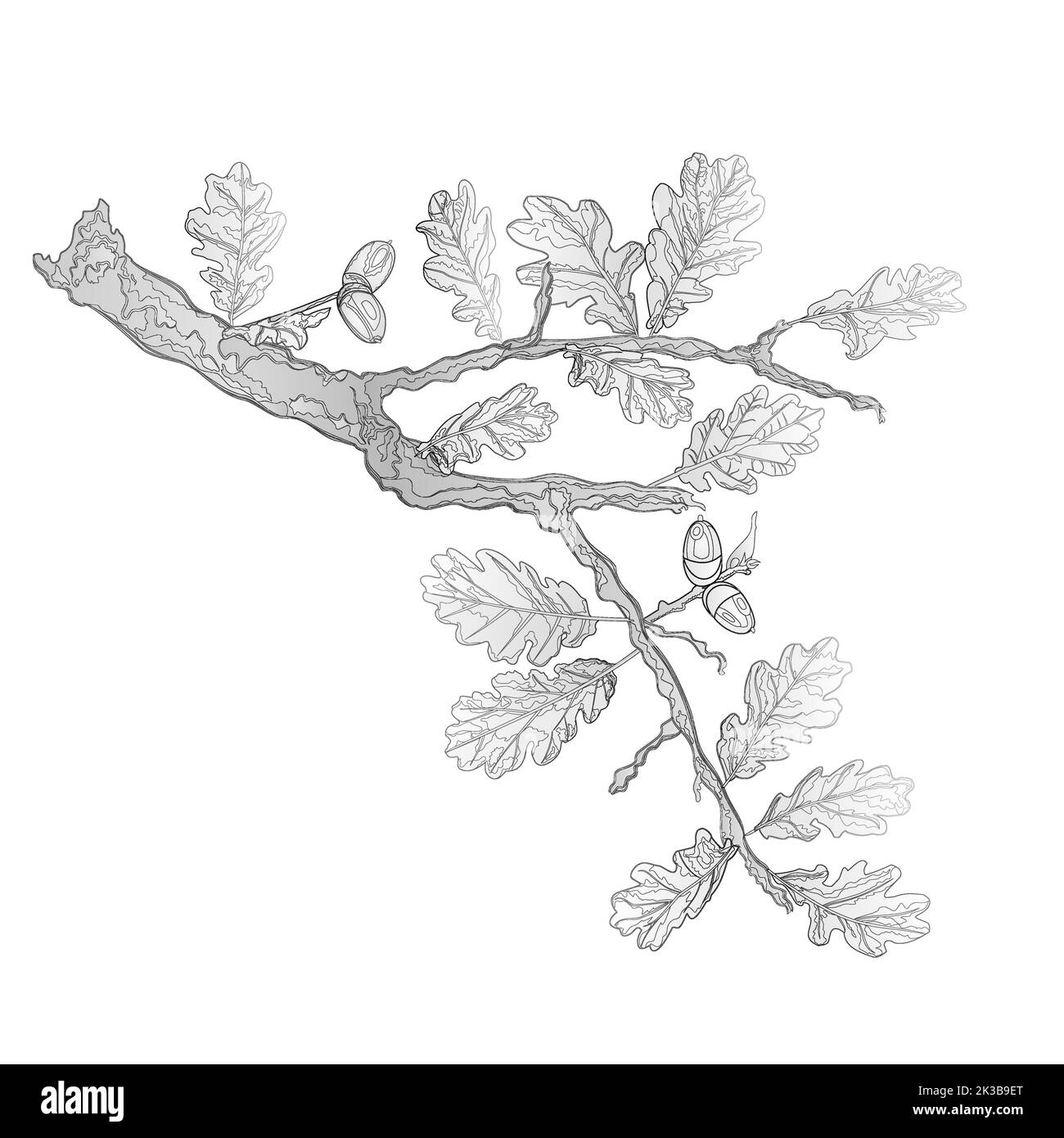 Oak leaves and acorns as vintage engraving nature vector illustration Stock Vector