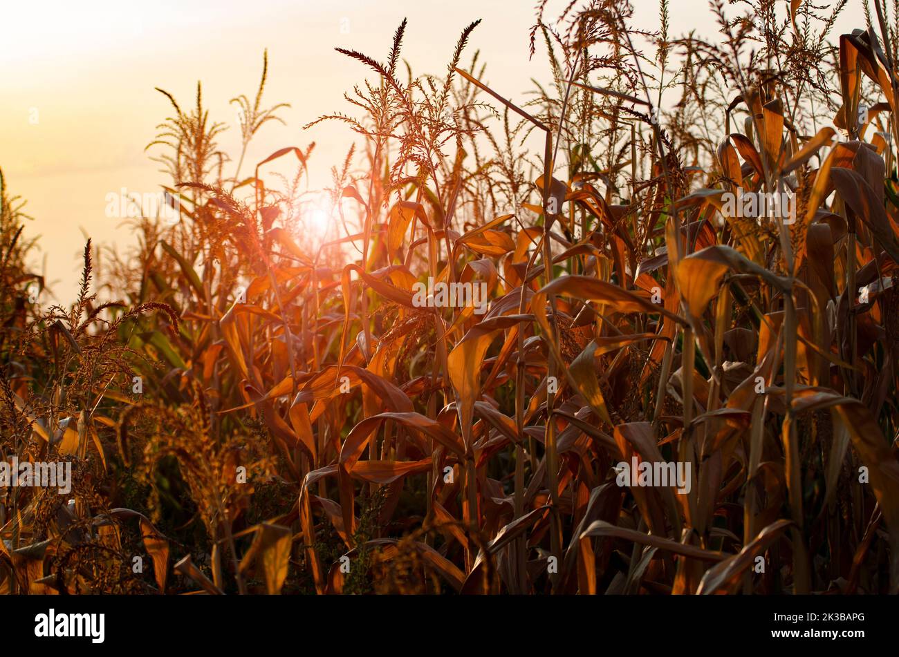 Dry corn stalks with cobs backlit by sun at fields autumn time Stock Photo