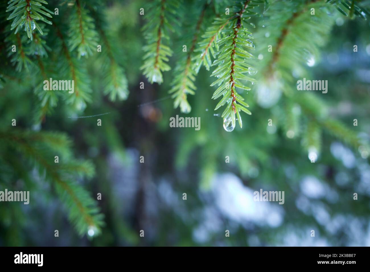 Leaves on a frozen tree hi-res stock photography and images - Alamy