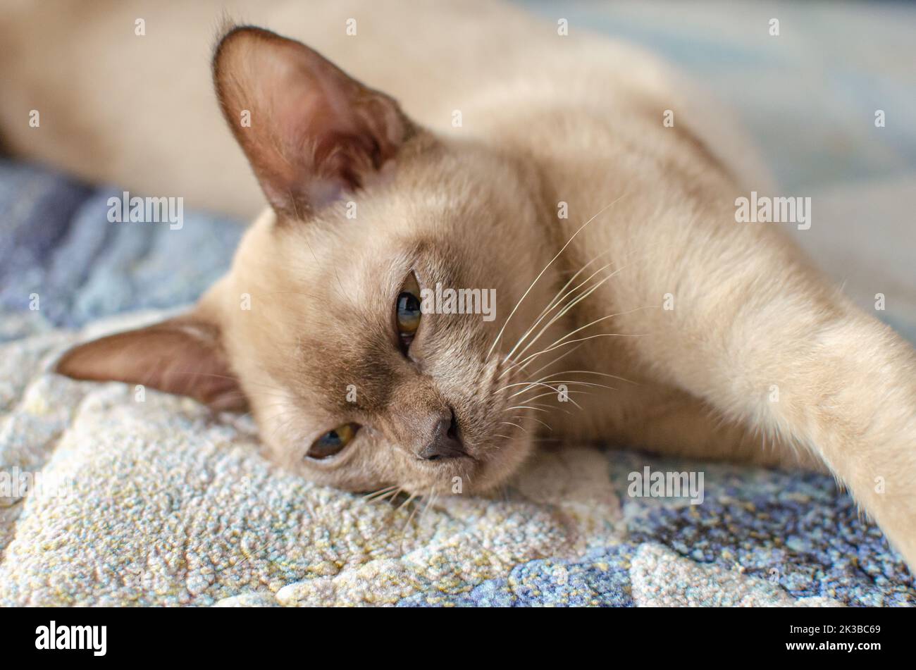 Burmese 4 months female chocolate / champagne cat staring sitting on blue carpet at apartment. Young pure breed burmese cat. Stock Photo