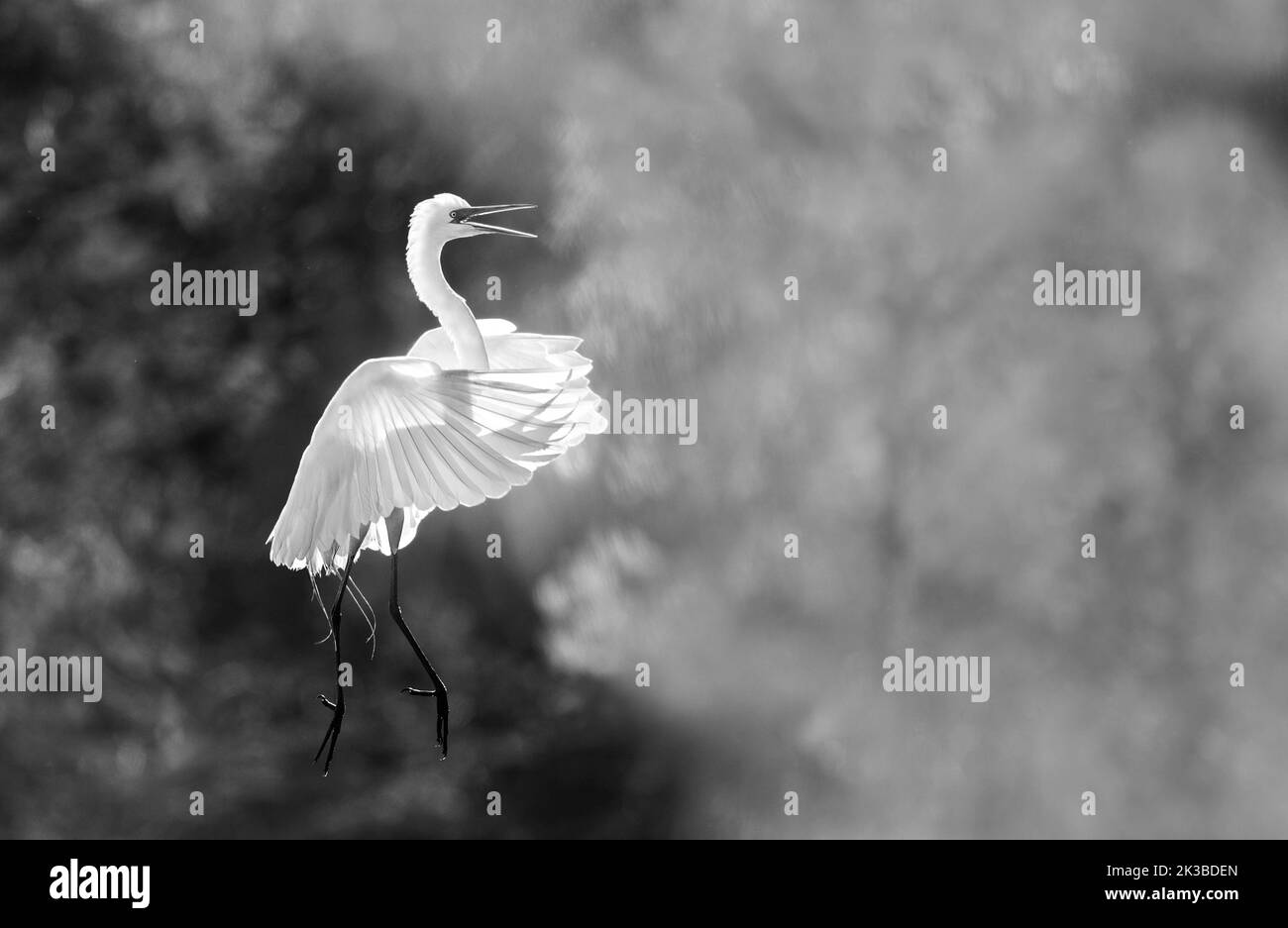 Dancing Egret Stock Photo