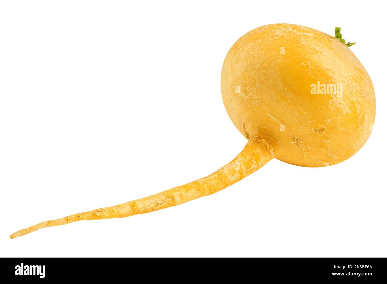 yellow turnip, isolated on white background, clipping path, full depth of field Stock Photo