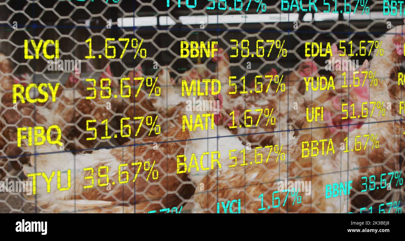 Image of financial data processing over chickens at farm Stock Photo ...