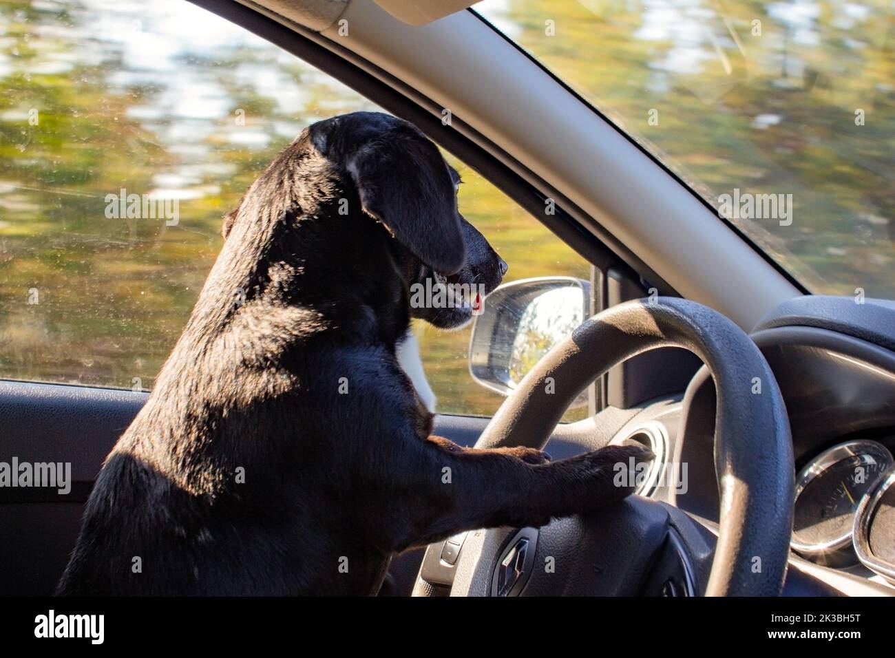 Close-up of a black small dog sitting in a car behind the wheel. The dog put its paws on the steering wheel and carefully looks at the road. The car i Stock Photo