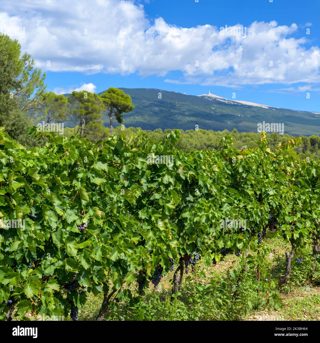 Vines with the famous Mont Ventoux in the background. Stock Photo