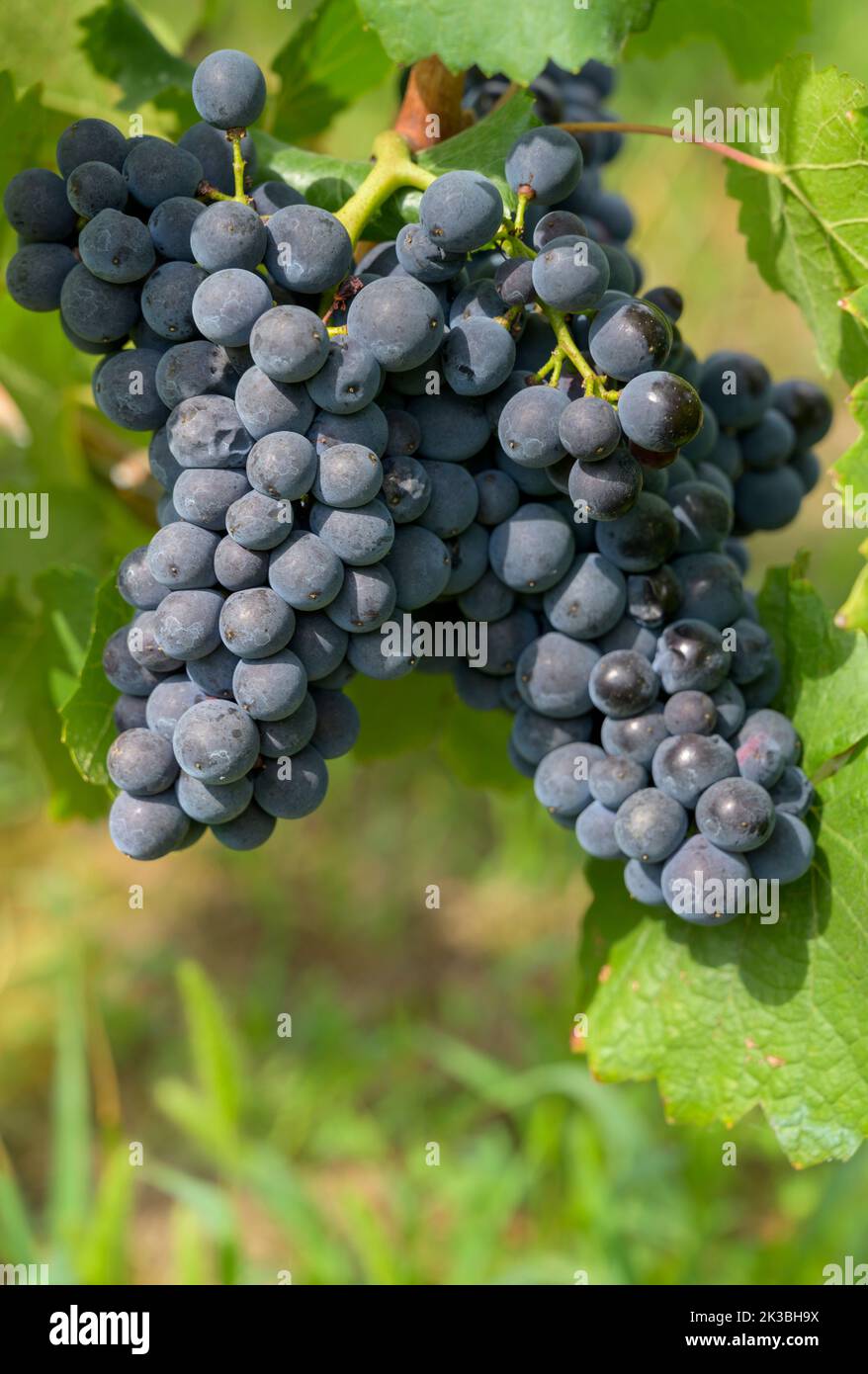 Burgundy grapes ripening in the late summer sun, Meursault, France. Stock Photo
