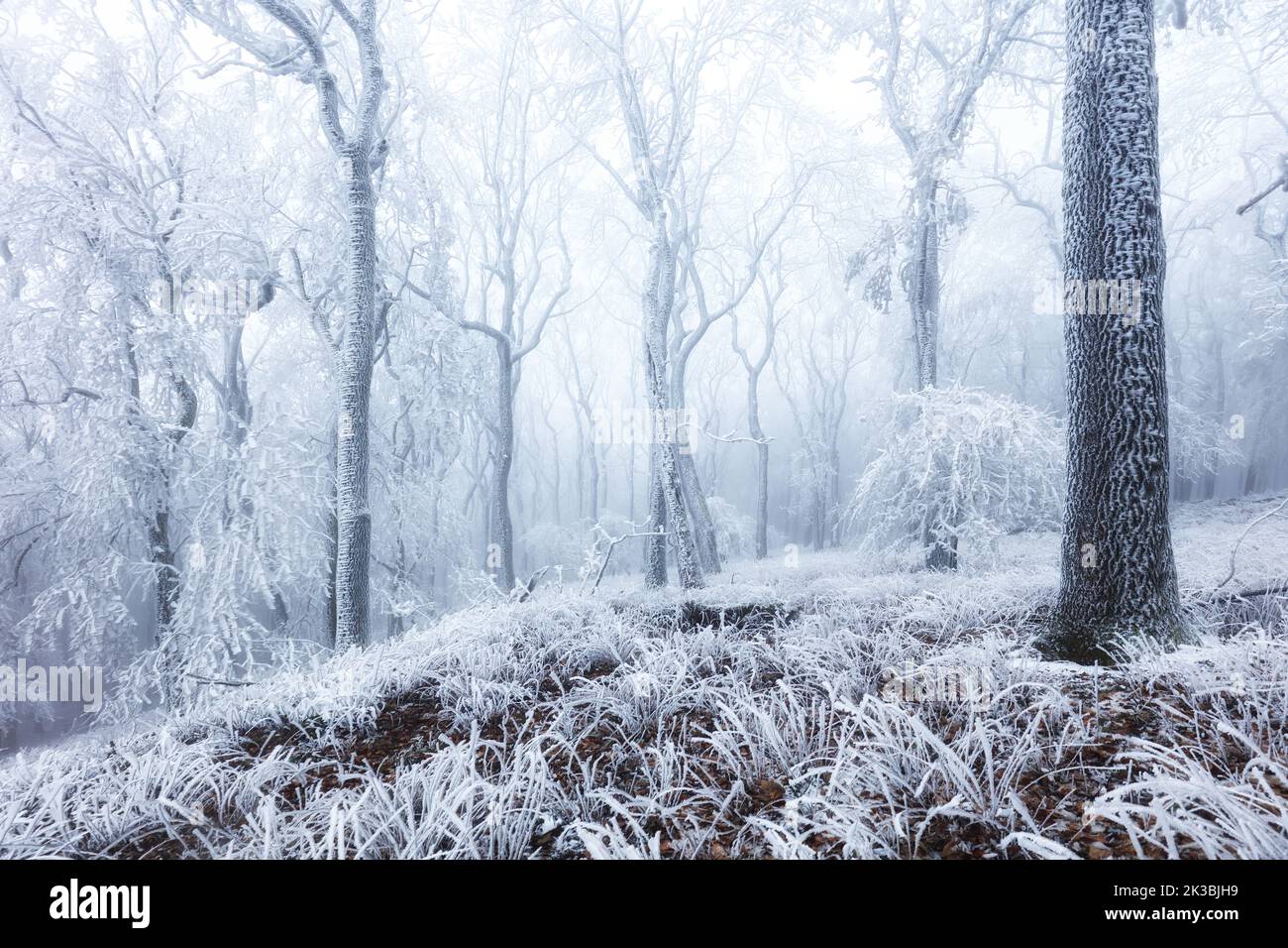 Winter forest in the mountains. Majestic winter treet Stock Photo