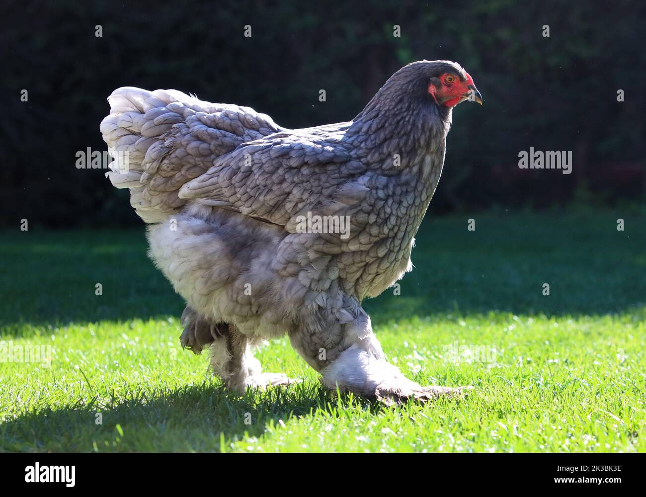 Big grey Hen in grass Stock Photo