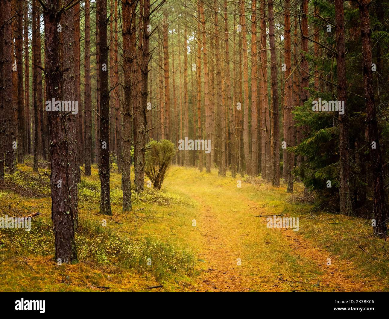 autumn pine tree deep forest, moody woods, fall season weather Stock Photo