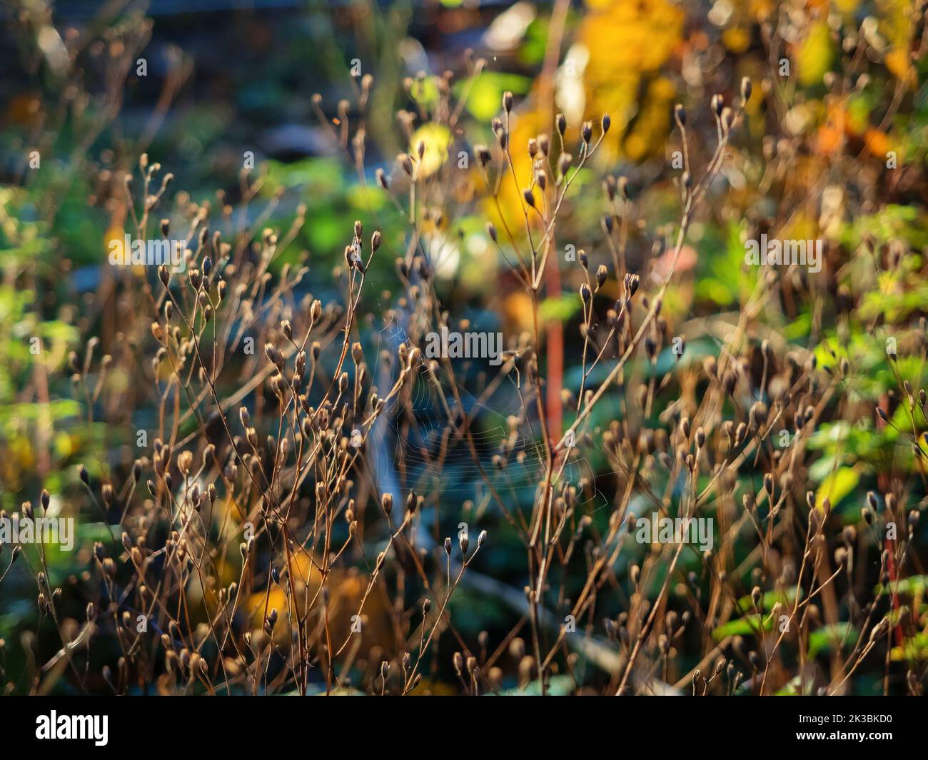 dry grass with a autumn color lush foliage on a background, fall season flora Stock Photo