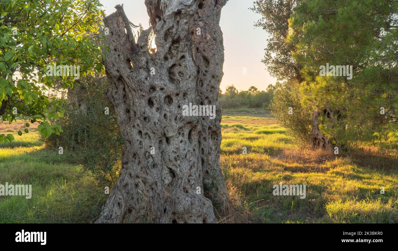 Dry embossed tree trunk in a field with sunset sunlight Stock Photo