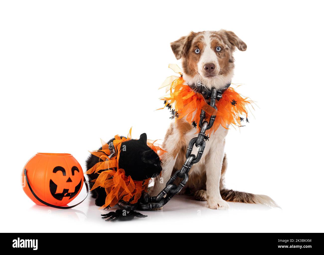 Miniature American Shepherd and cat in front of white background Stock Photo