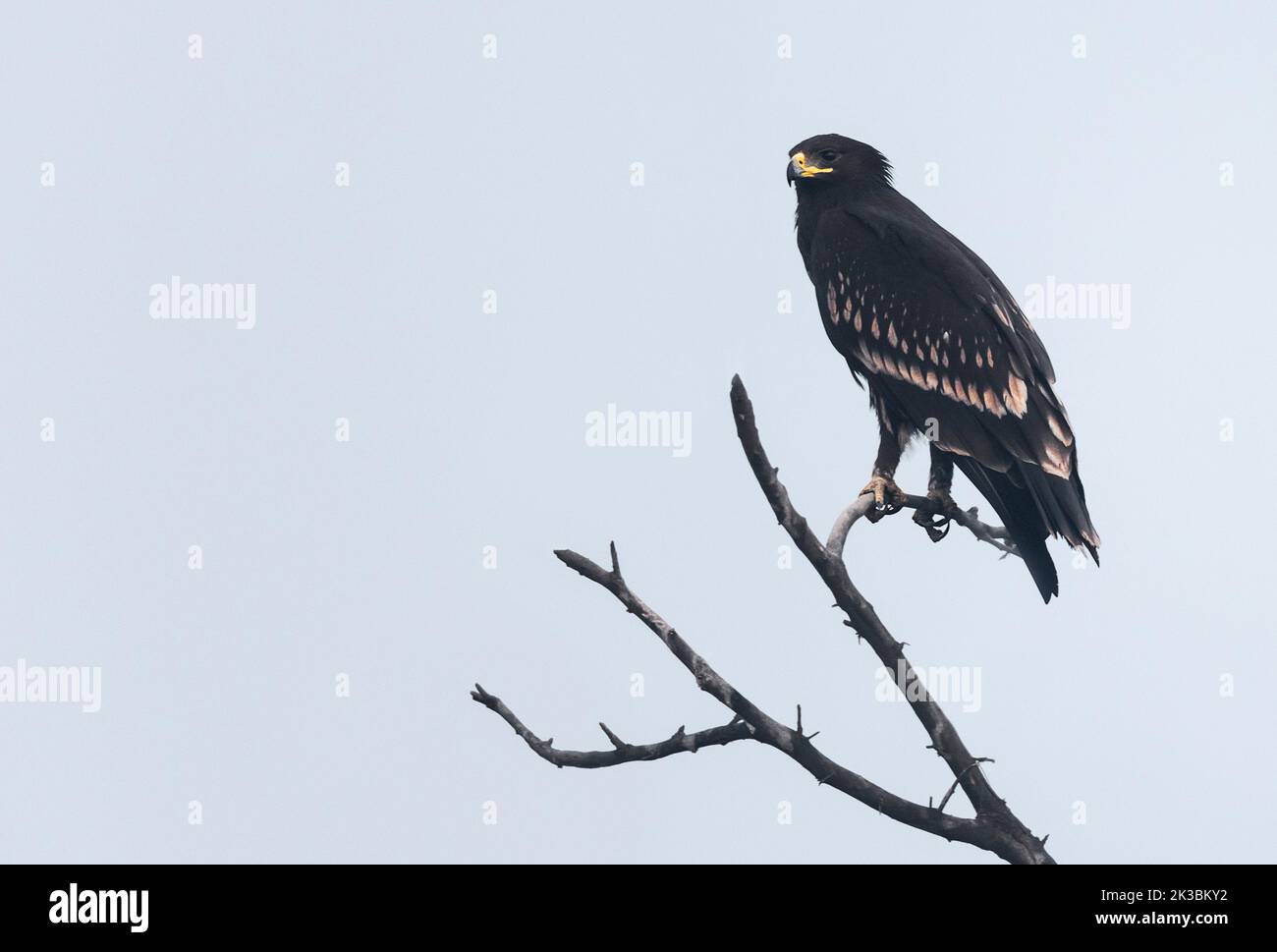 Greater Spotted eagle Stock Photo