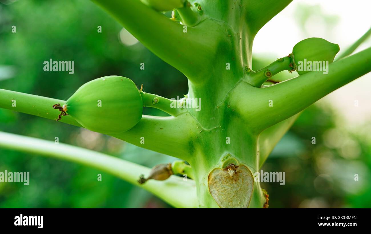 Papaya Fruits of Papaya tree in garden in India. Nature fresh green papaya on tree with fruits