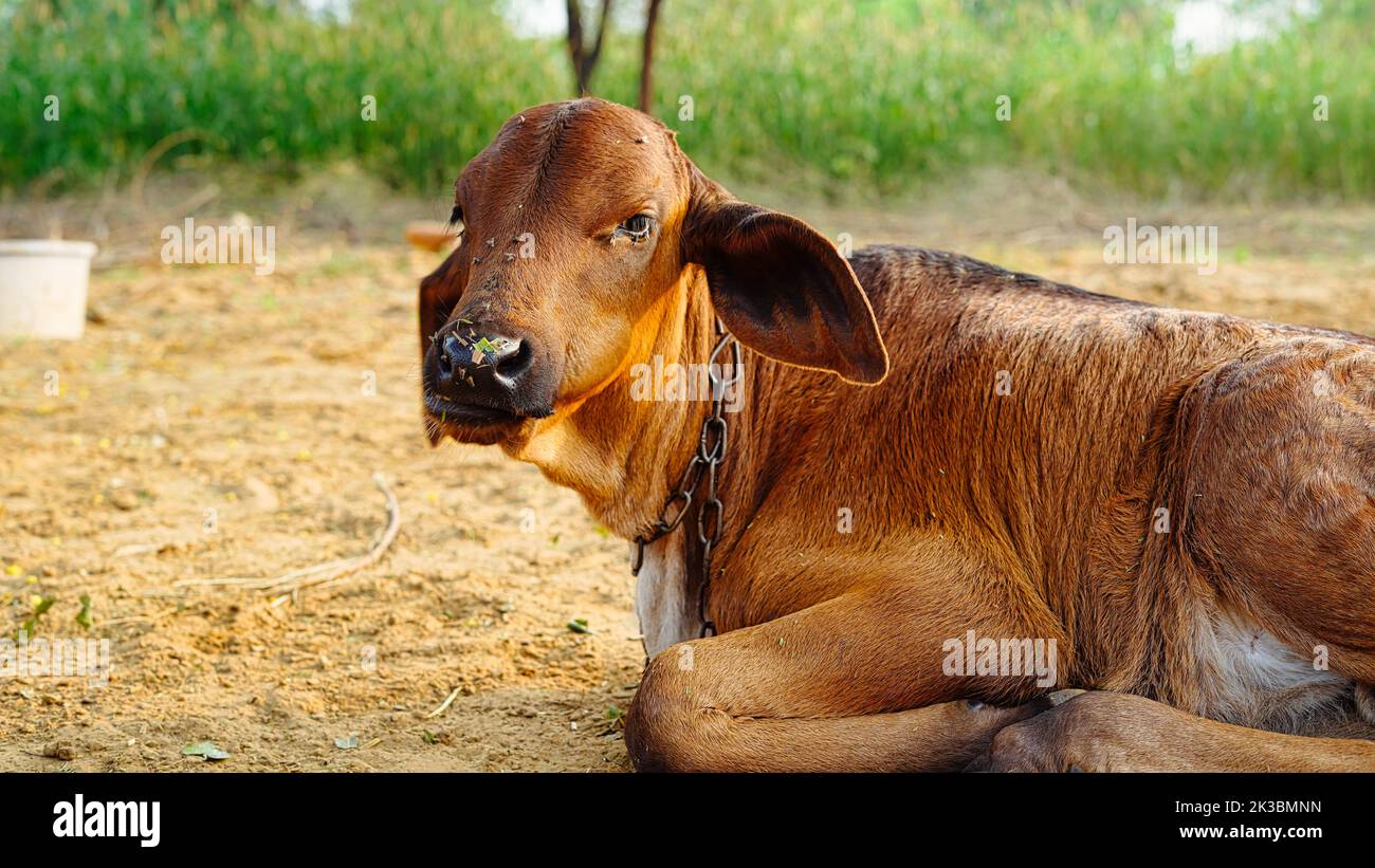 Cow calf lying down, chewing, in a pasture and with copy space, in the