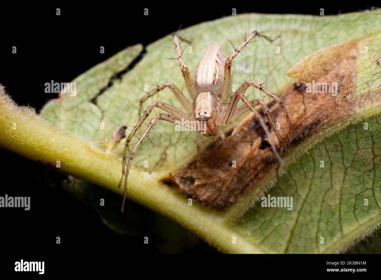 Grey lynx spider, Oxyopes gracilipes, Satara, Maharashtra, India Stock Photo