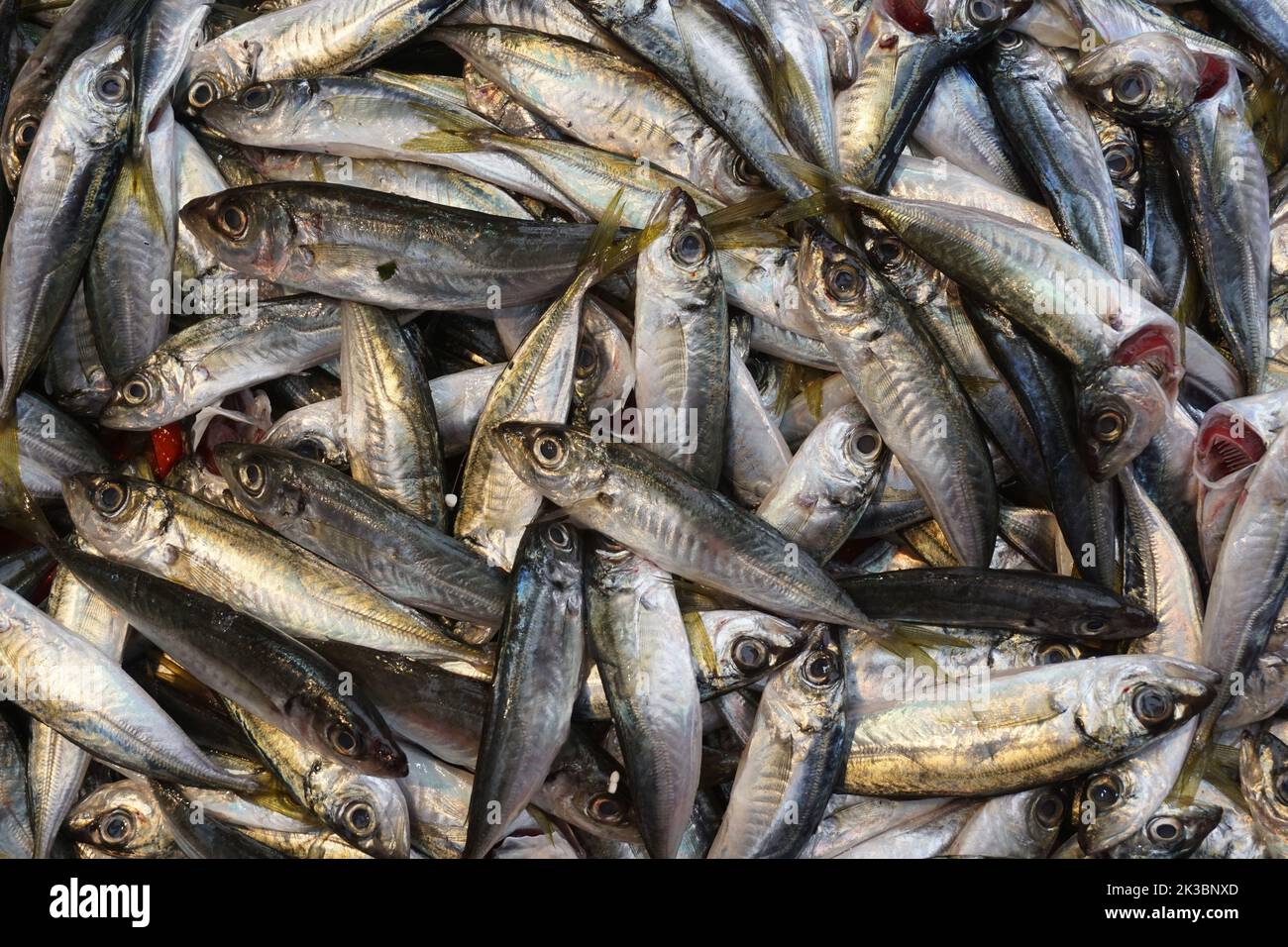 sardine fish at the fisherman's stall, istanbul, turkey Stock Photo Alamy