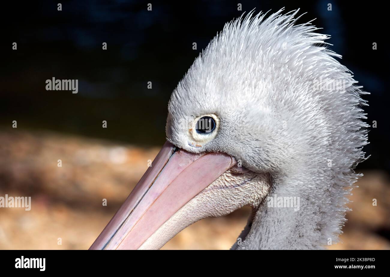 Close – up of an Australian Pelican (Pelecanus conspicillatus) in Sydney, NSW, Australia (Photo by Tara Chand Malhotra) Stock Photo