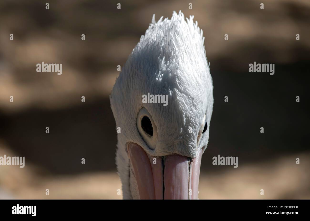 Close – up of an Australian Pelican (Pelecanus conspicillatus) in Sydney, NSW, Australia (Photo by Tara Chand Malhotra) Stock Photo