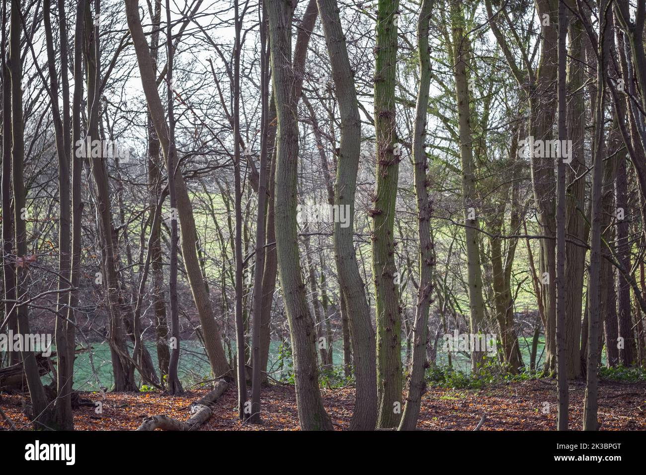 Bare trees background. Sherrardspark Wood in Welwyn Garden City, Hertfordshire, England Stock Photo