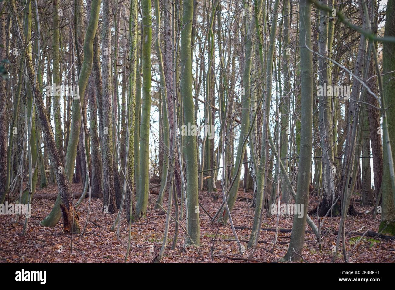 Bare trees background. Sherrardspark Wood in Welwyn Garden City, Hertfordshire, England Stock Photo