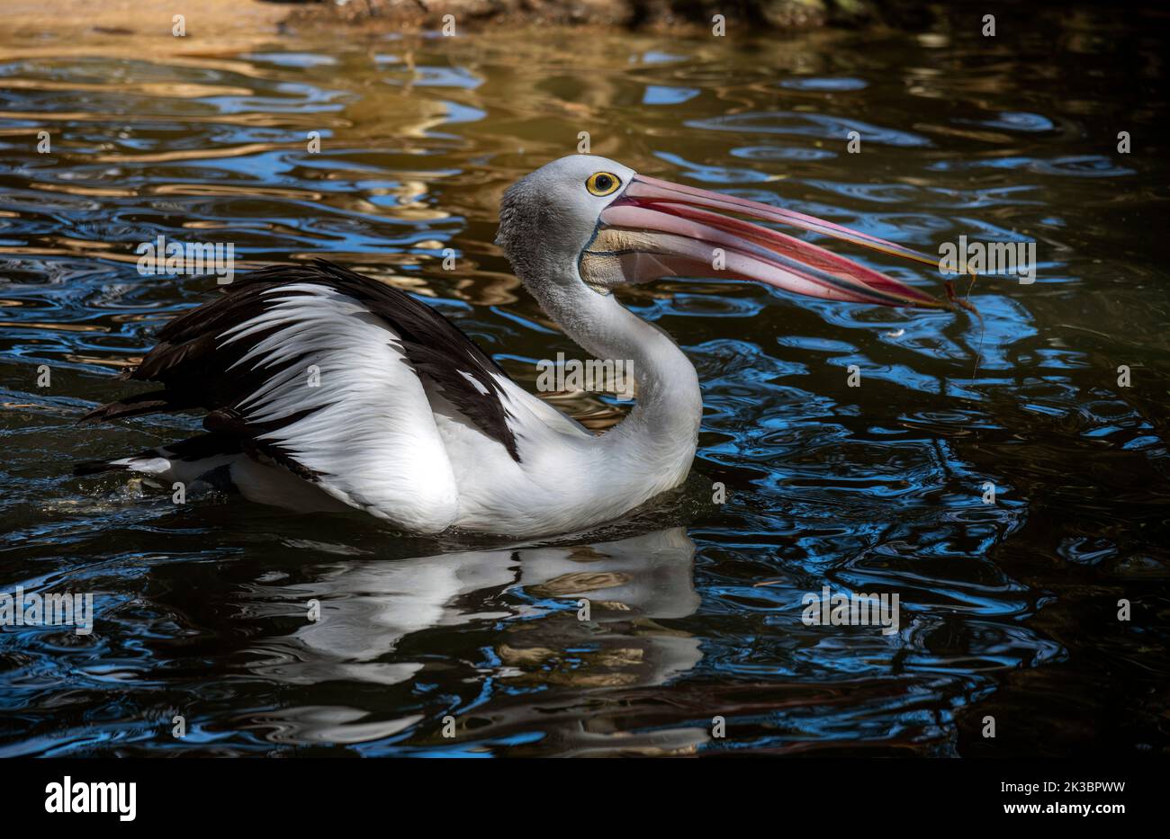 An Australian Pelican (Pelecanus conspicillatus) catches prey in Sydney, NSW, Australia (Photo by Tara Chand Malhotra) Stock Photo