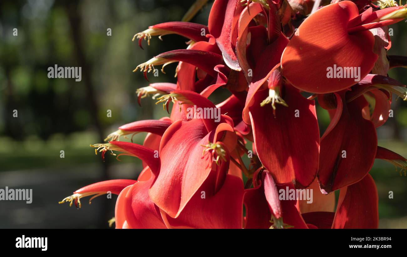 Close-up red flowers, floral background Stock Photo