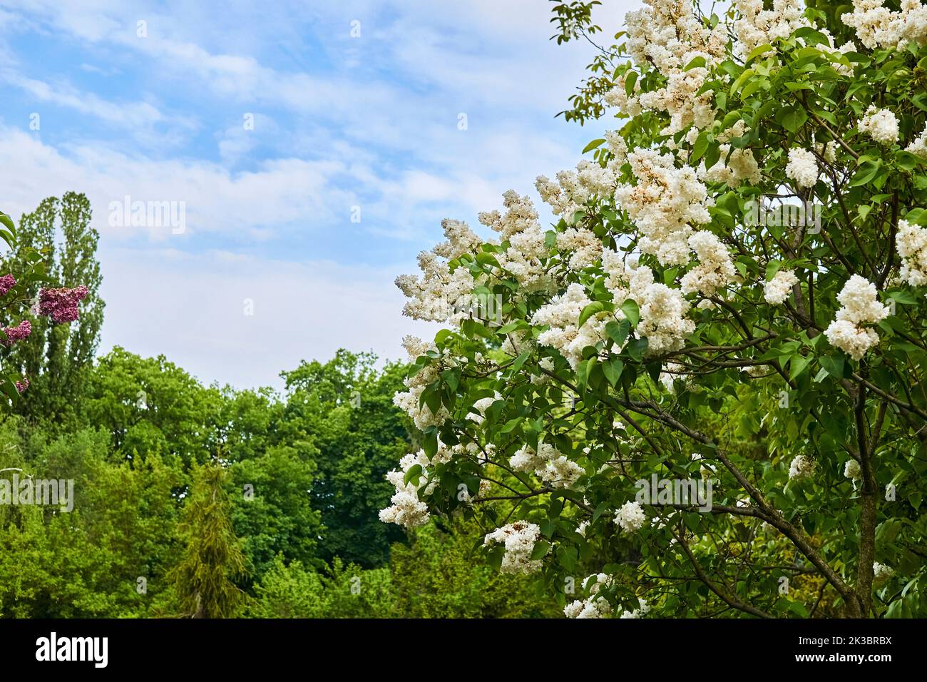 Large cluster white flowers hi-res stock photography and images - Alamy