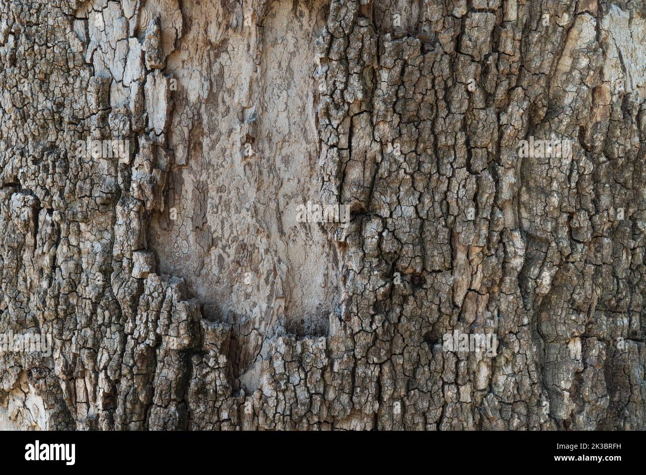 Close-up of tree bark, wooden background with texture Stock Photo