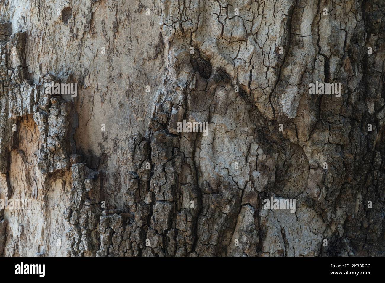 Tree bark background with relief and texture Stock Photo