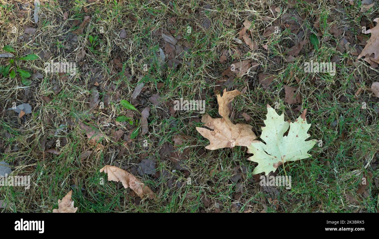 Dry maple leaf on the ground