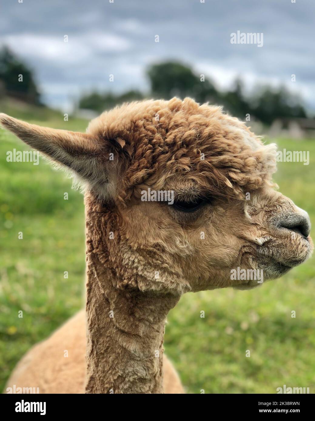 A closeup shot of alpaca against blurred background Stock Photo - Alamy