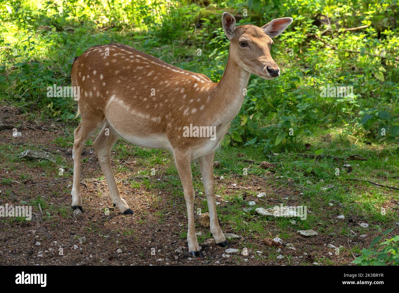 Female fallow deer in close-up in nature Stock Photo