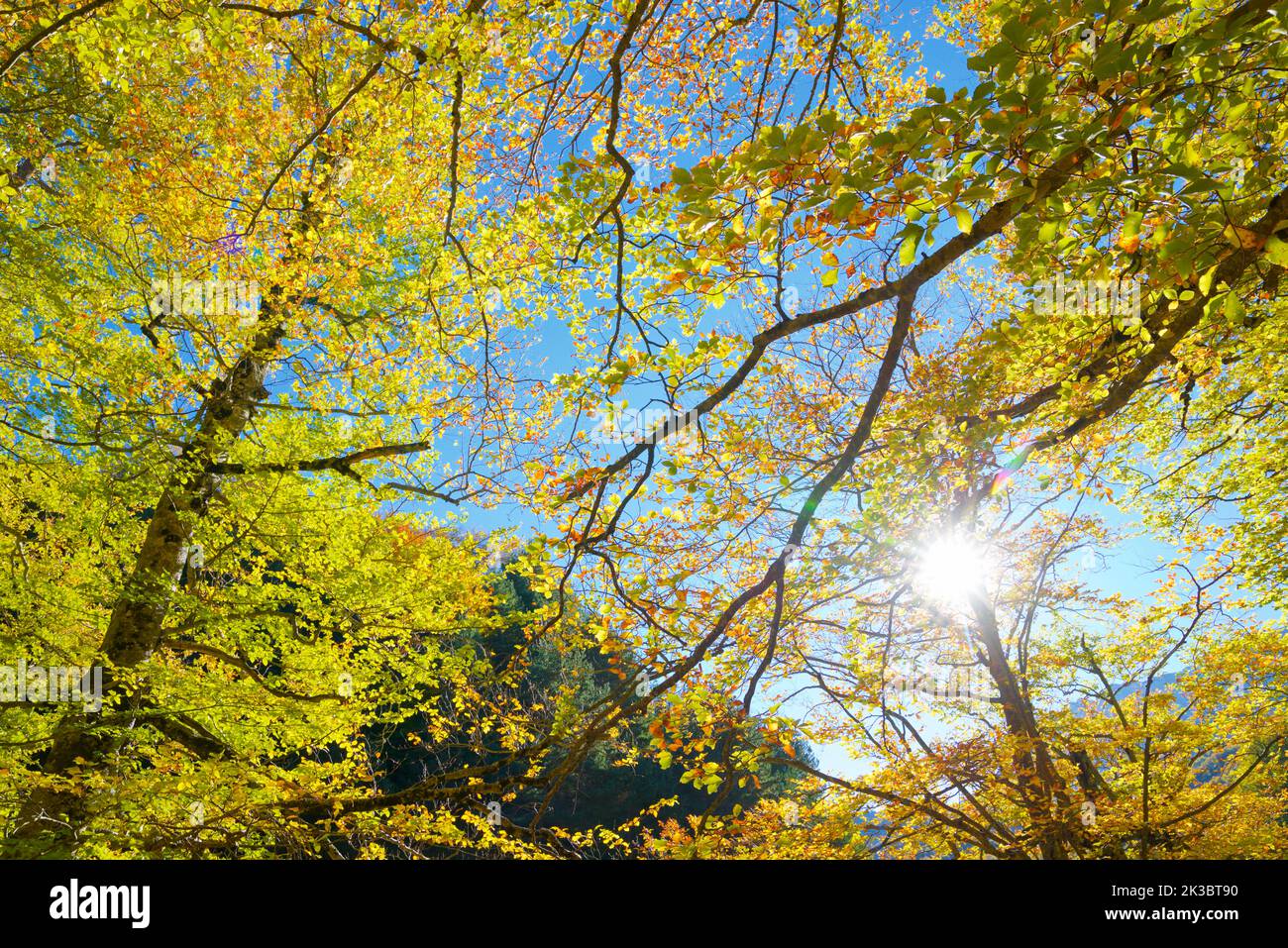 Forest in Anso Valley, Huesca Province in Aragon in Spain. Stock Photo