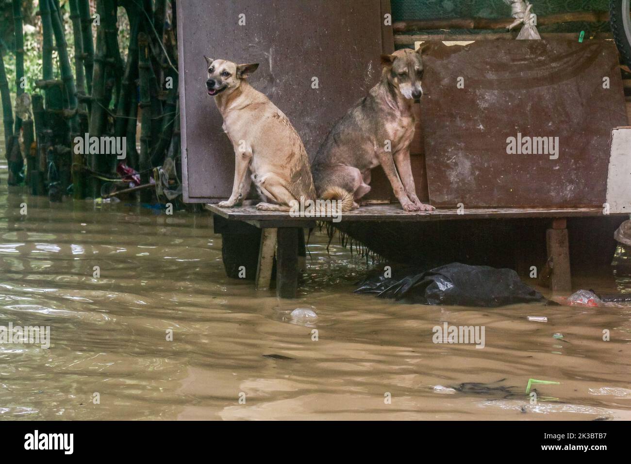 Marikina, Philippines. 26th Sep, 2022. Dogs sits on a flooded high platform after the raging Super Typhoon Noru. Super Typhoon Noru locally named as Karding battered in the landmass of Luzon island in the Philippines. Noru with the wind of 140 kilometers per hour near the center and gustiness of up to 170 km per hour forcing the evacuation of thousands of individuals specially in hardly hit and catch basin areas. Credit: SOPA Images Limited/Alamy Live News Stock Photo