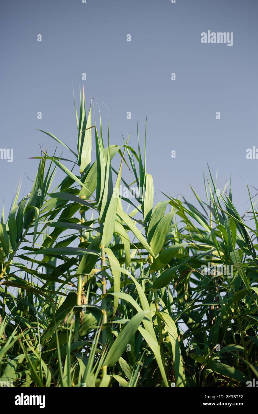 Reed plantation hi-res stock photography and images - Alamy