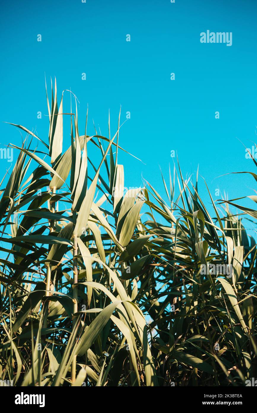 Reed plantation hi-res stock photography and images - Alamy