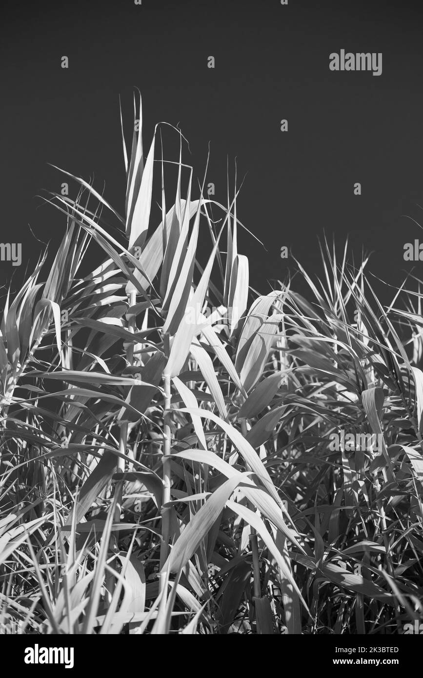 Cane plantation against a plain sky Stock Photo
