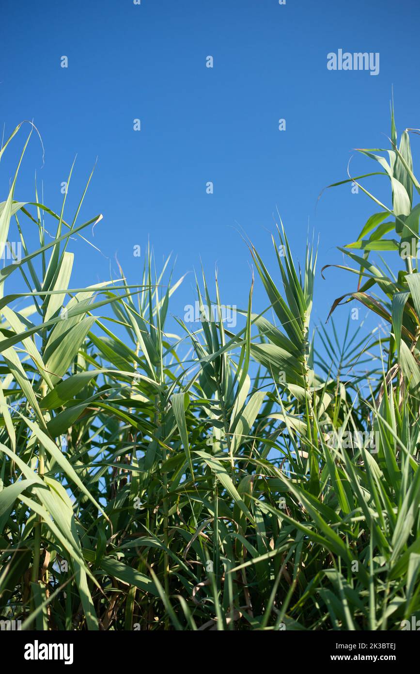 Reed plantation hi-res stock photography and images - Alamy