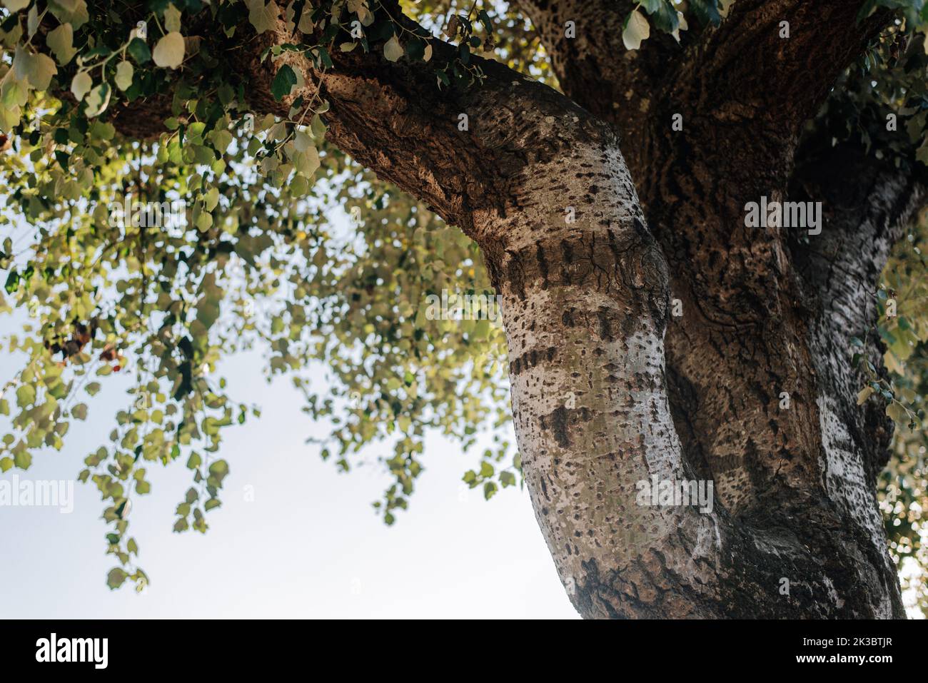 Detail of a spanish beech tree with trunk and leaves Stock Photo Alamy