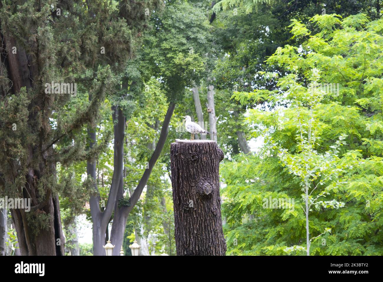 Seagull standing on cutted tree log, selective focus, green leaves, bird and wildlife concept, nature life, outdoor footage in Gulhane park Stock Photo