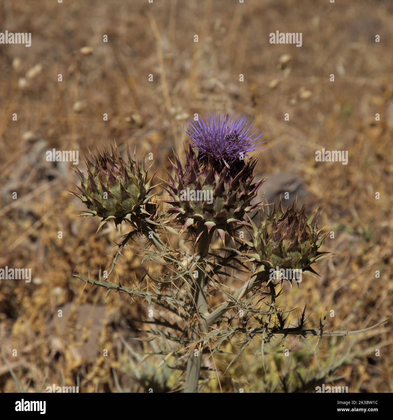 Flora of Gran Canaria -  Cynara cardunculus, wild artichoke,  natural macro floral background Stock Photo