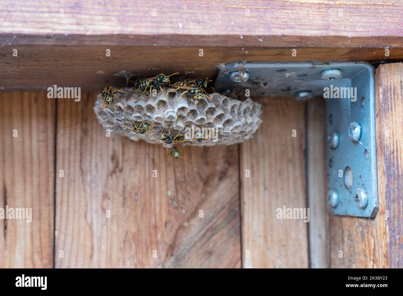 Wasp nest with wasps Stock Photo